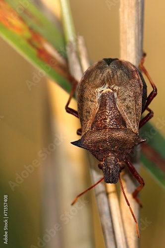 Pentatoma rufipes, Forest bug, Rotbeinige Baumwanze photo