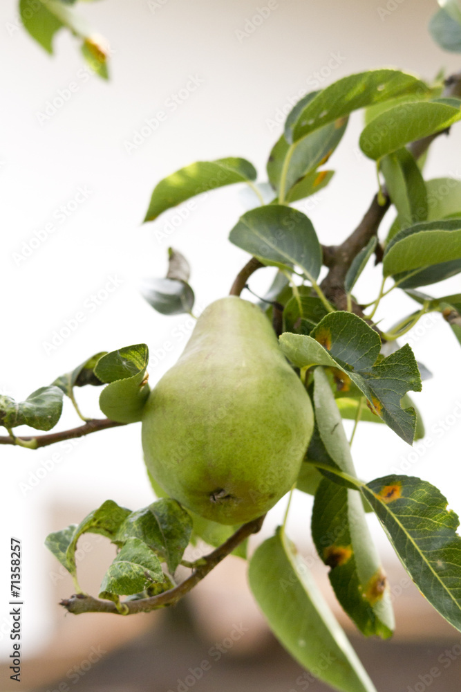 Birnenbaum Birnenbaum
