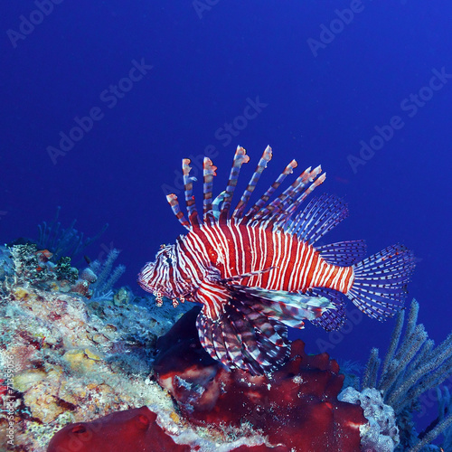 Lionfish (Pterois) near coral, Cayo Largo, Cuba