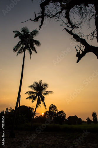 Sunset over the fields of grain with coconut trees