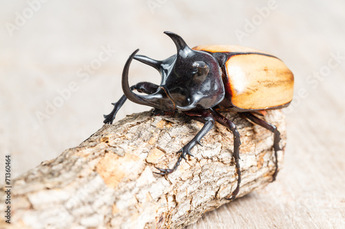 Yellow five horned beetle photo