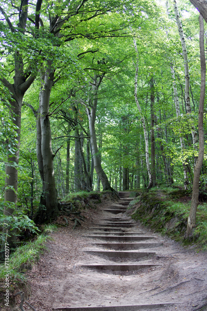 Eine Holztreppe durch den Wald