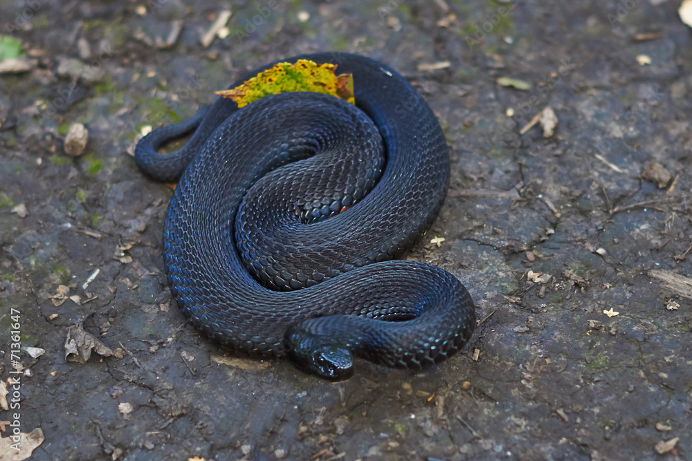 Obraz premium Poisonous black adder basking in the sun.