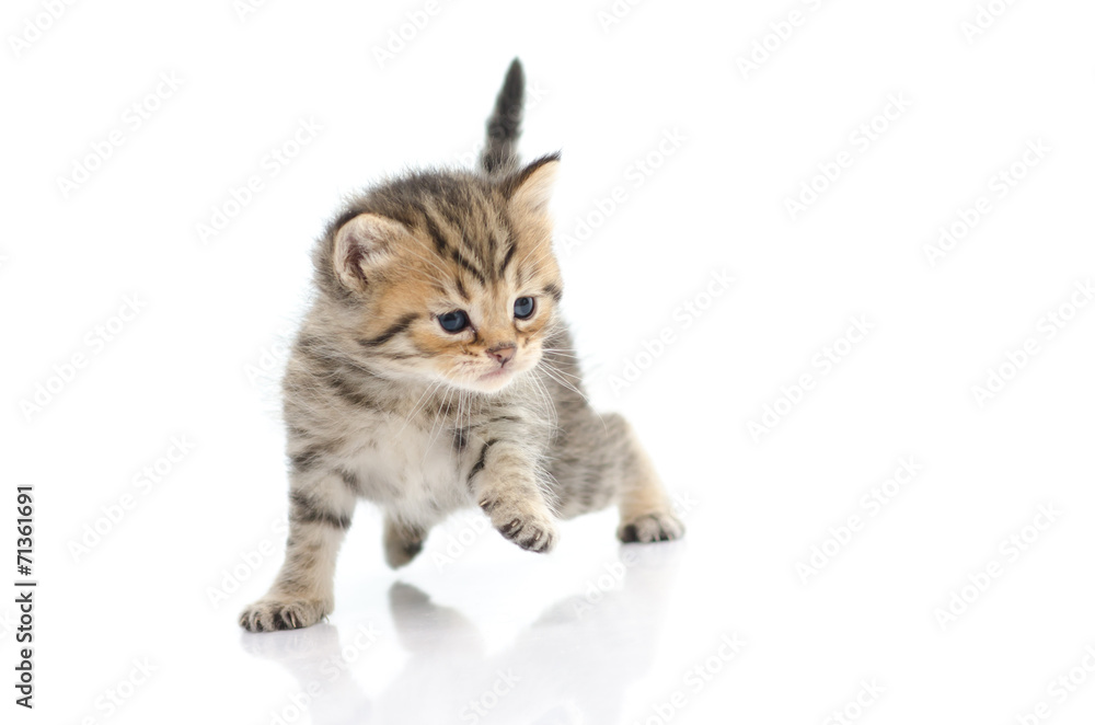 Obraz premium Cute tabby kitten on white background