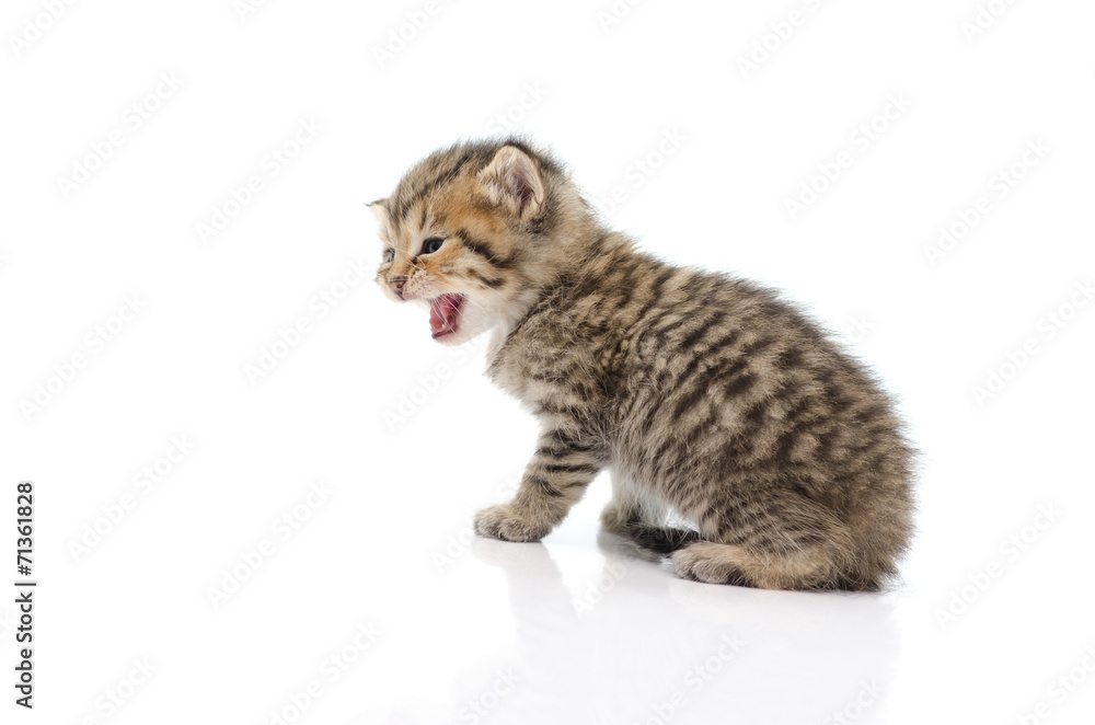 Cute tabby kitten on white background Cute tabby kitten on white background