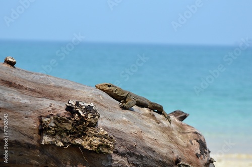 Lizard at the beach