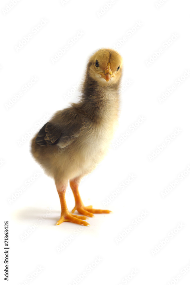 Obraz premium Little chickens - Stock Image