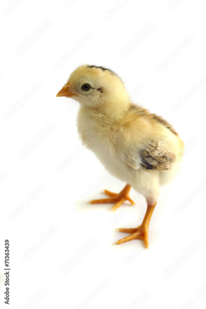 Little chickens - Stock Image