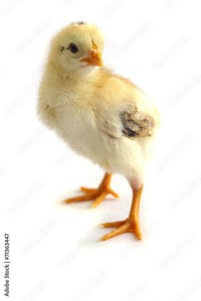 Obraz premium Angry looking chicken