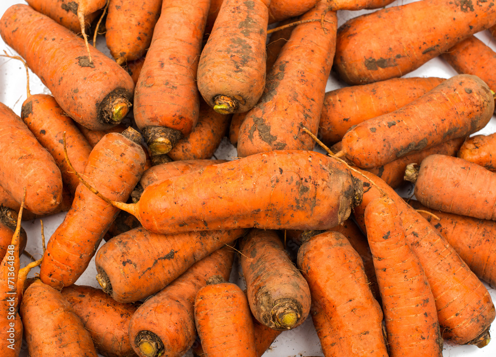 Fresh harvested carrots from the house garden Fresh harvested carrots from the house garden