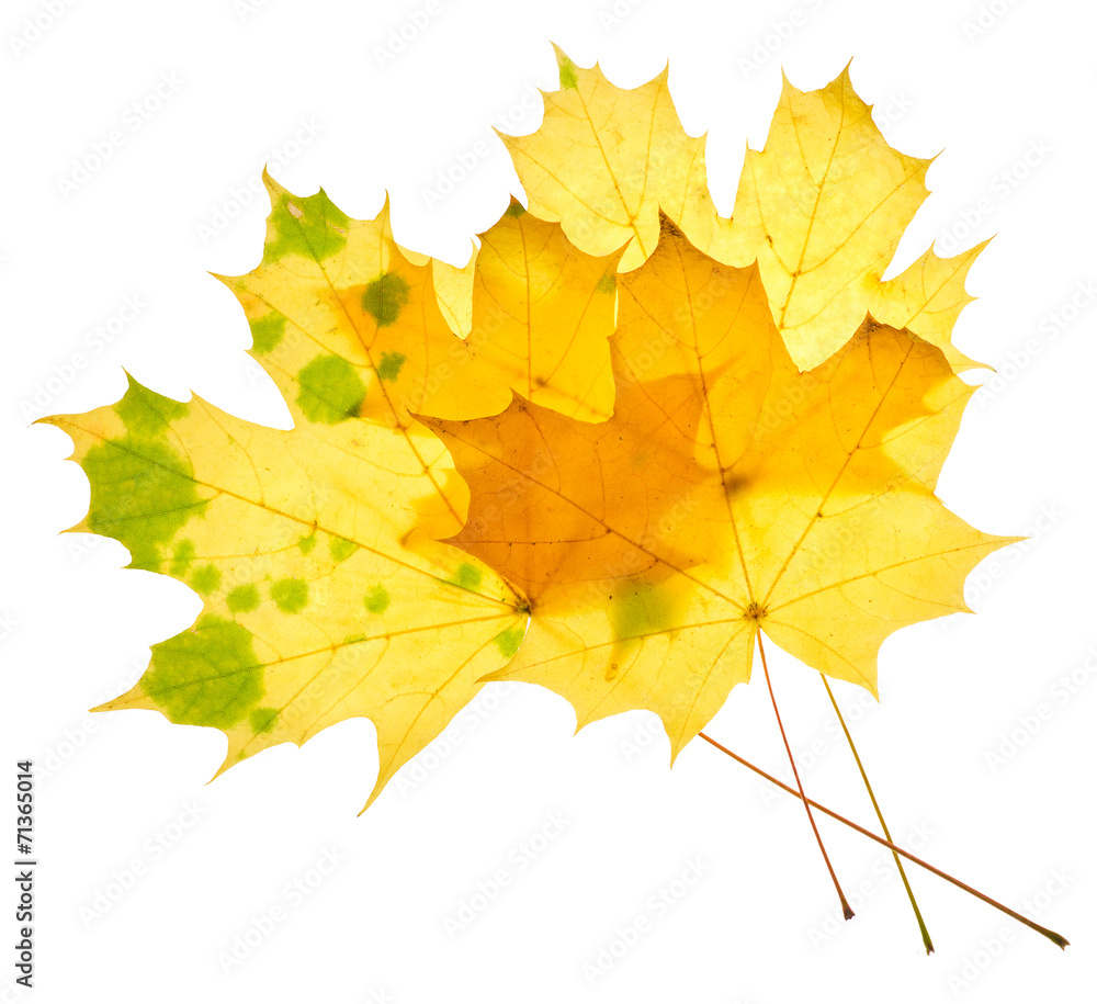 Obraz premium Yellow maple leaves isolated