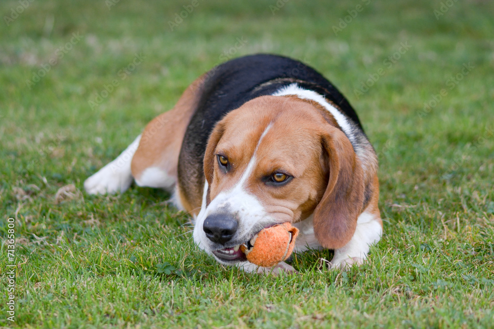 Beagle dog chewing tennis ball