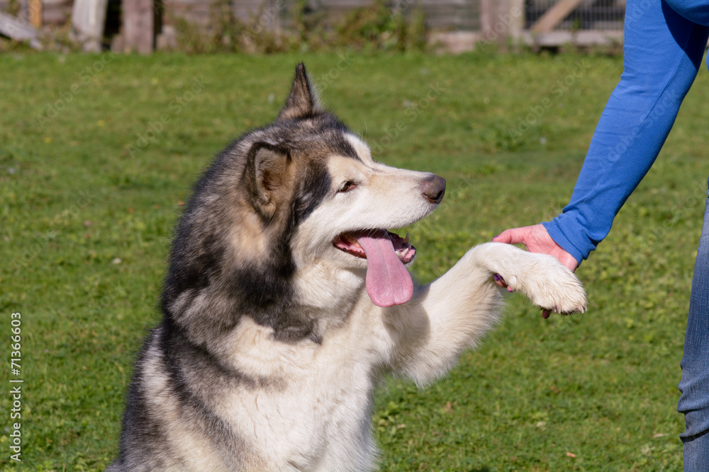 Malamute dog giving paw Malamute dog giving paw