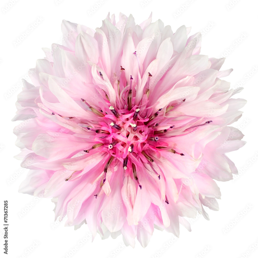 Pink Cornflower Flower Isolated on White Background