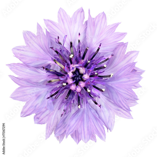 Purple Cornflower Flower Isolated on White Background