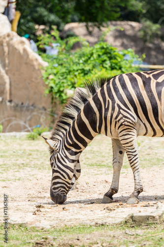 Zebra in zoo