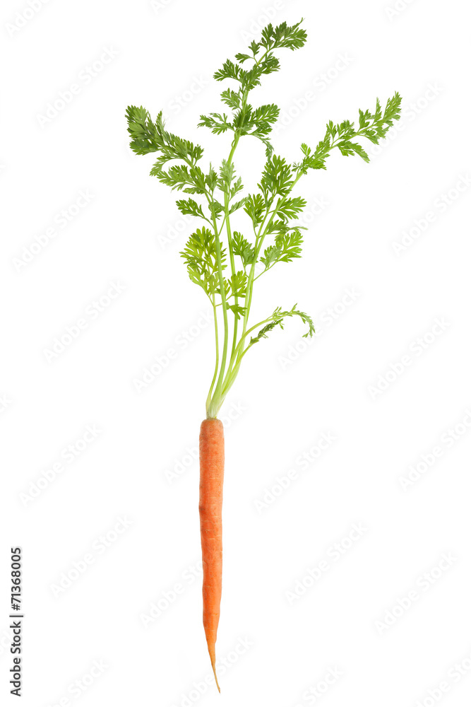 Carrot isolated on white Carrot isolated on white