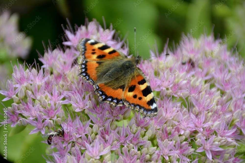 Small tortoiseshell butterfly and flower Small tortoiseshell butterfly and flower