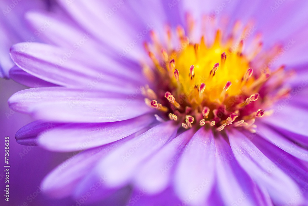 closeup violet aster flower background closeup violet aster flower background