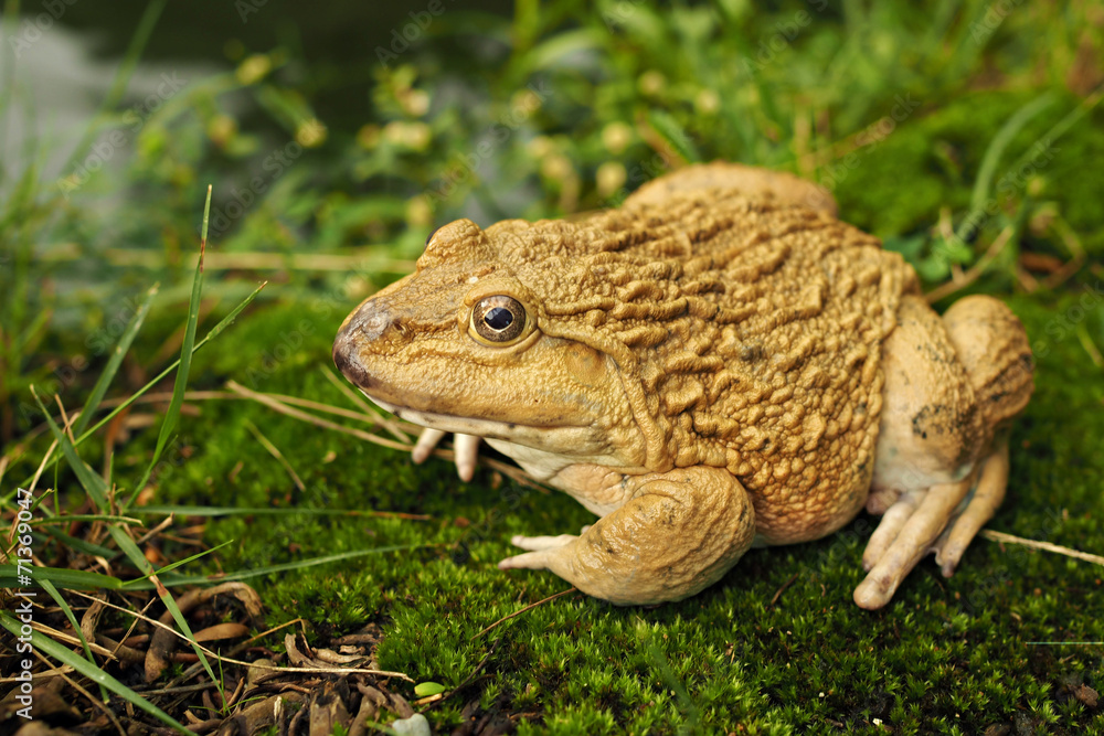 Obraz premium frog
