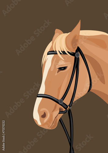 Horse head on the dark background