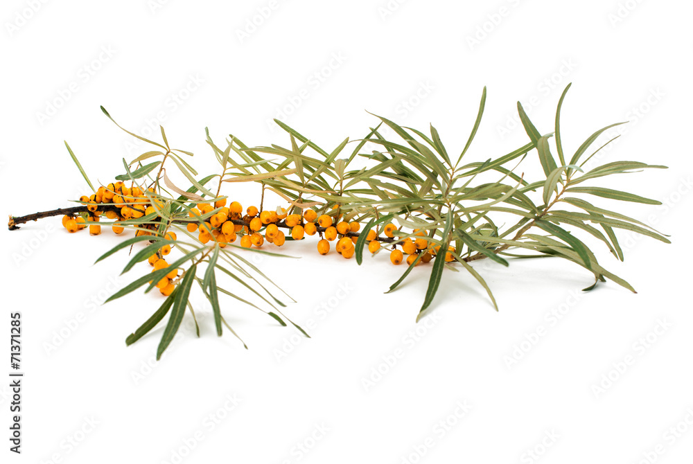 Obraz premium branch of sea-buckthorn