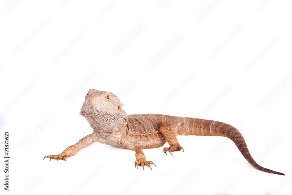 Obraz premium Central Bearded Dragon on white background