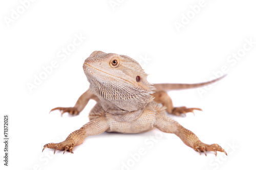Central Bearded Dragon on white background