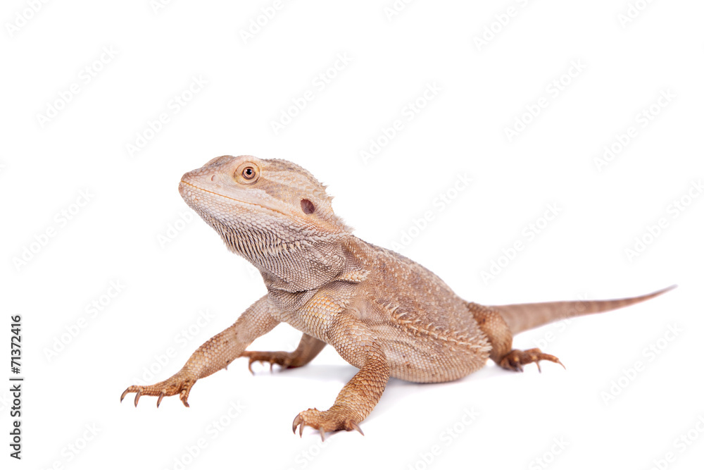 Central Bearded Dragon on white background Central Bearded Dragon on white background