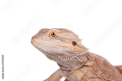 Central Bearded Dragon on white background © Farinoza