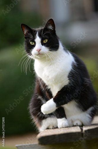 Black and white cat with hunter eyes