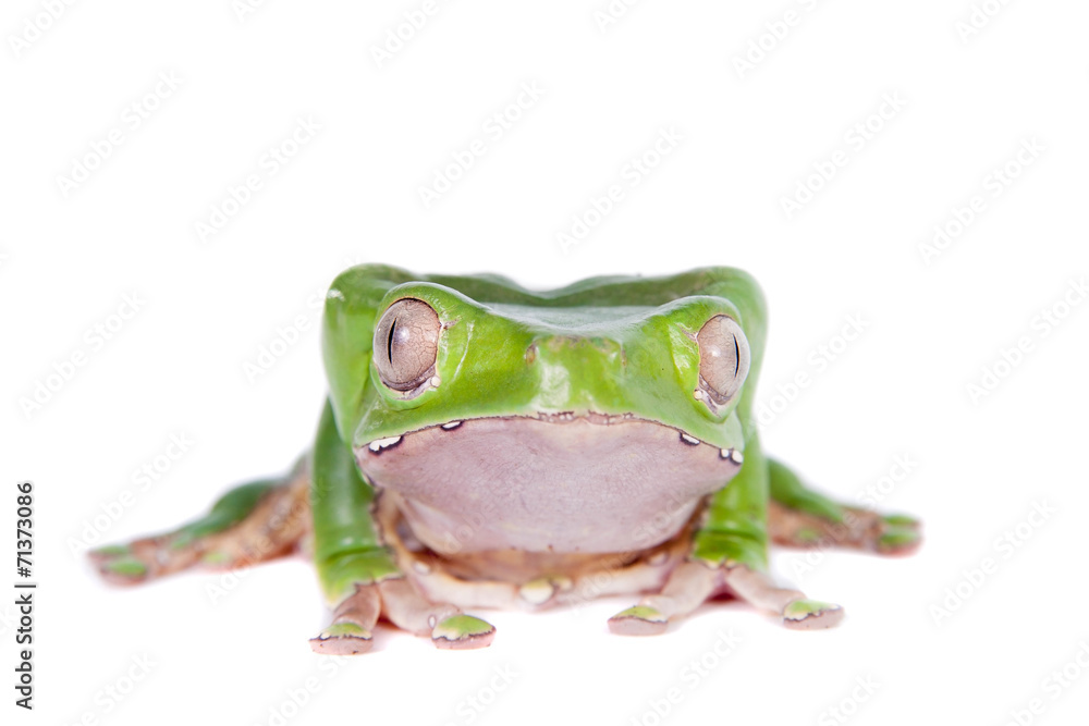 Obraz premium Giant leaf frog on white background