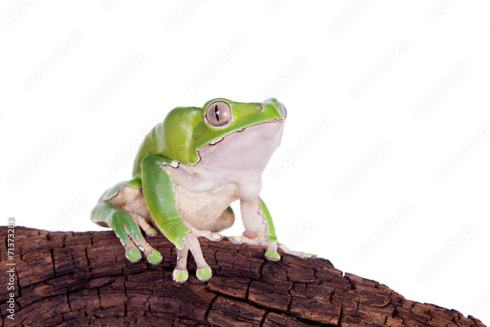 Obraz premium Giant leaf frog on white background