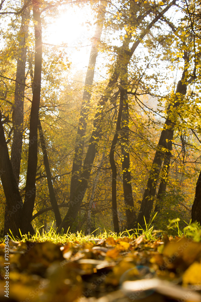 Obraz premium Mysterious sunset in the forest