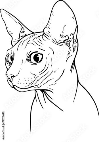 Sphynx cat