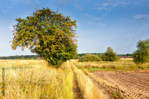 Fototapeta Naklejka Na Ścianę i Meble -  wiejski krajobraz