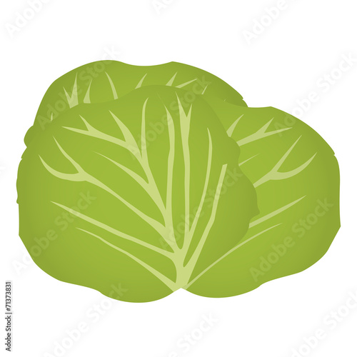 Cabbage