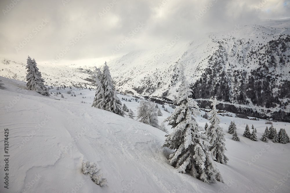 Obraz premium Winter forest