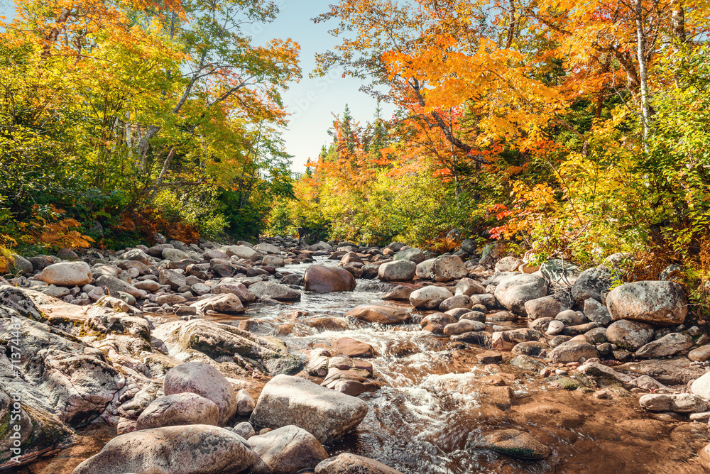 Fototapeta premium Foreat stream in the fall