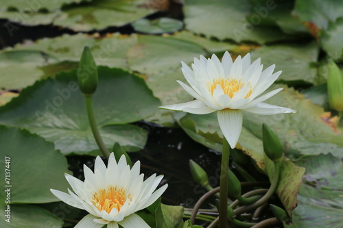 Water Lily flowers and buds