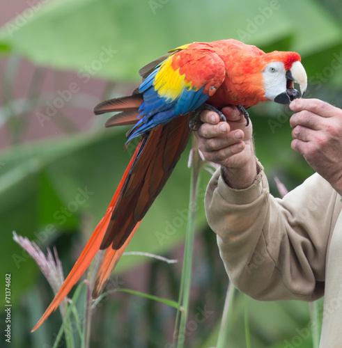Tapety artystyczne parrot