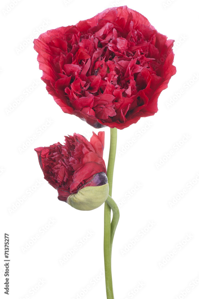 Naklejka premium poppy