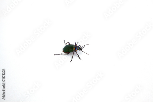 Beetle © Scott Sanders