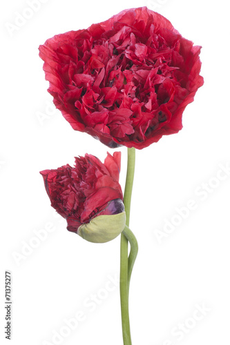 Fototapeta Naklejka Na Ścianę i Meble -  poppy