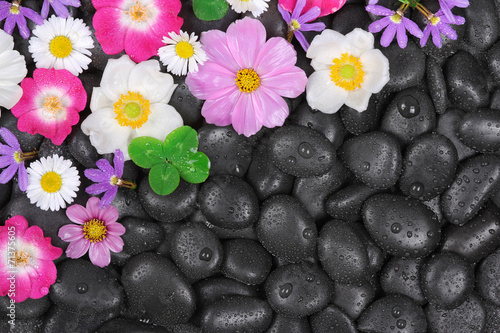 Stones with  flowers and waterdrops