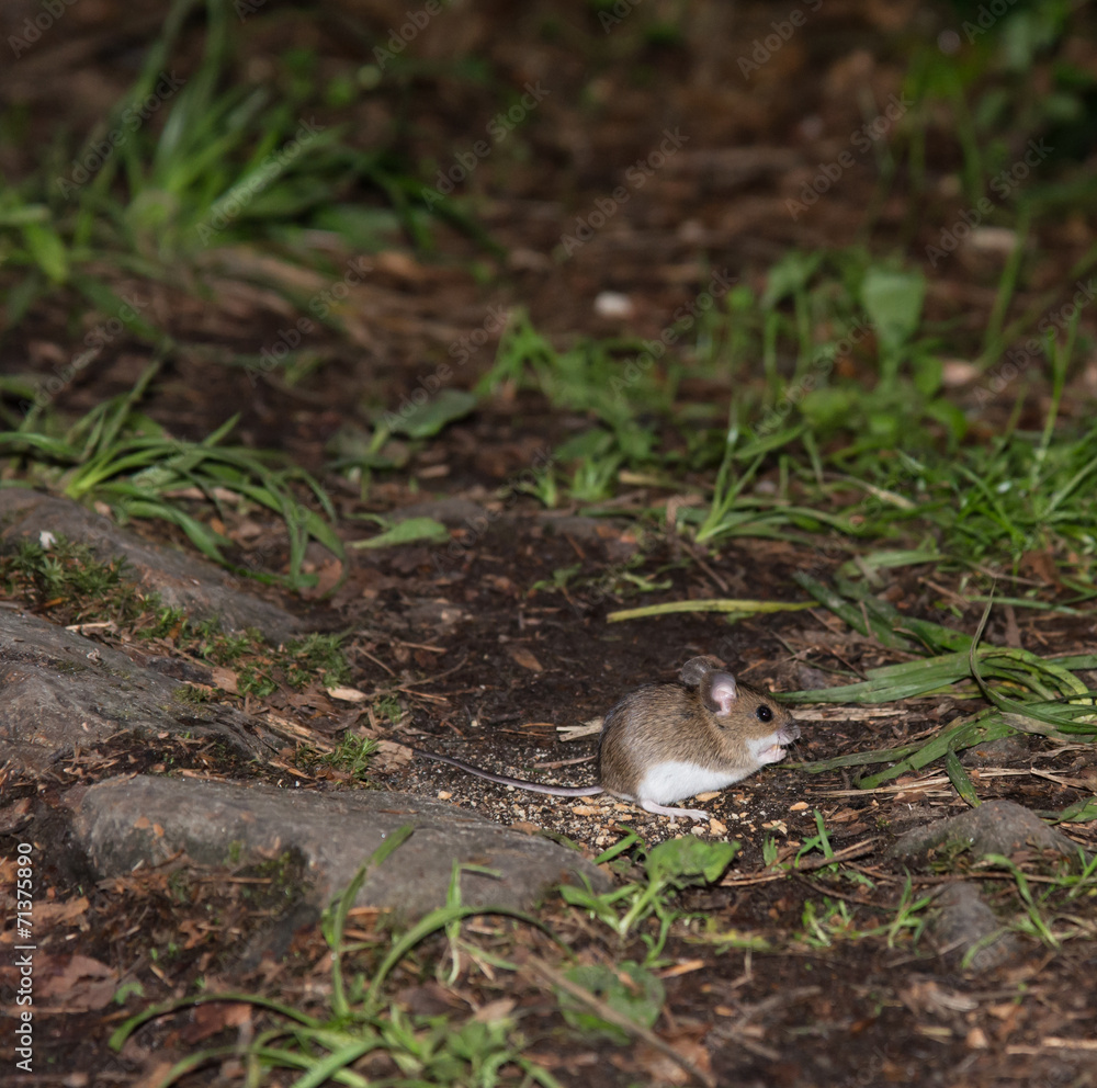 Mouse in the forest Mouse in the forest