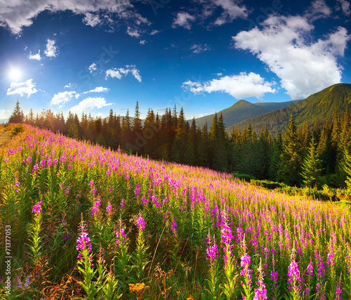 Colorful summer landscape with pink flowers