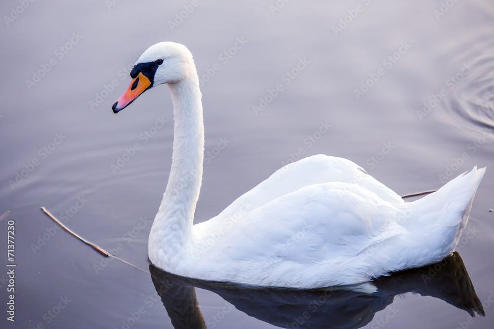 Fototapeta premium Floating swan