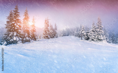 Colorful panorama of the winter sunrise in the mountain forest