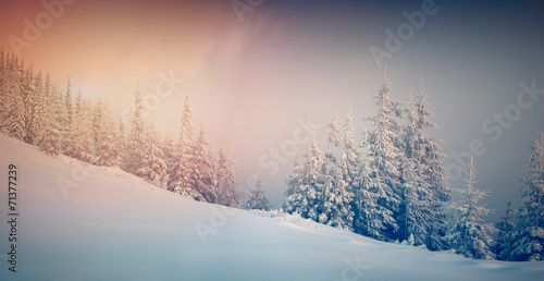Panorama of the winter sunrise in the mountain forest.